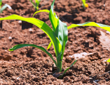 Agriculture
